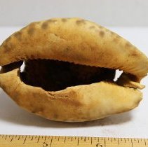 Closeup of the underside of cowrie shell lure