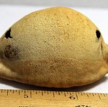 Partially damaged leho (cowrie shell) lure (lu he'e)