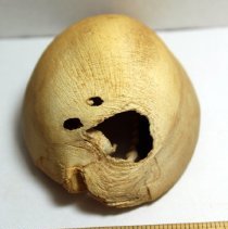 Lengthwise view of a damaged cowrie shell (leho) lure