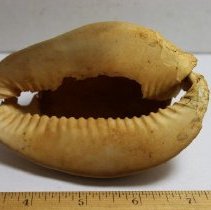 Closeup of the underside of a dmaged cowrie shell (leho) lure