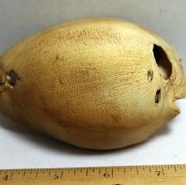 Closeup of damaged cowrie shell (leho) lure from the top at an angle
