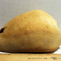 Profile of a damaged cowrie shell lure