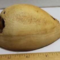 Closeup of slight damaged cowrie shell (leho) octopus lure (lu he'e)