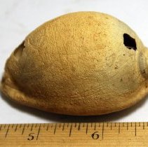 Closeup of a slightly damaged cowrie shell (leho) lure