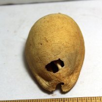 Closeup of a slightly damaged cowrie shell (leho) lure lengthwise