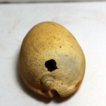 Closeup of slightly damaged cowrie shell (leho) lure lengthwise