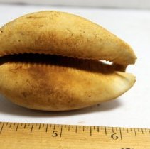 Closeup of underside of slightly damaged cowrie shell (leho) lure