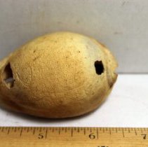 Closeup of slightly damaged cowrie shell (leho) lure at an angle