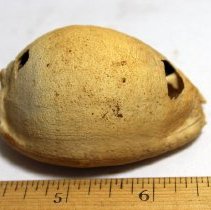 Close up of a slightly damaged cowrie shell (leho) lure
