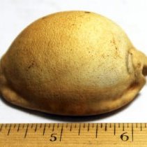 Closeup of intact cowrie shell (leho) lure (HMR accession #172A-1.38)