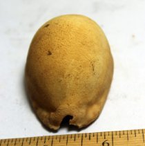 Lengthwise intact cowrie shell (leho) lure