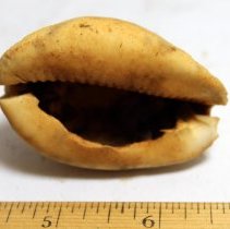Underside of intact cowrie shell (leho) lure