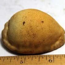 An intact cowrie shell (leho) lure (HMR accession #172A-1.38)