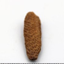 Lengthwise view of coral abrader