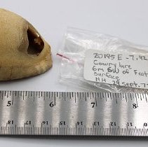 Cowry shell with tag and ruler