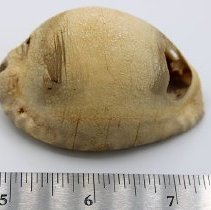 Close up of cowry shell lure