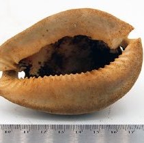 Underside of cowry shell lure