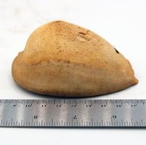 Profile of cowry shell lure