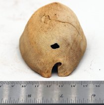 Headlong view of cowry shell lure