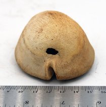 Headlong view of opposite end of cowry shell lure