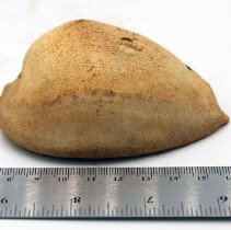 Close up profile of cowry shell lure