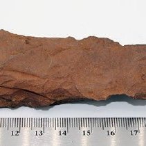 Closeup of adze preform with ruler