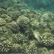 Cauliflower coral bed