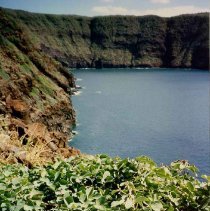 Kanaloa plant at the top of 'Ale'ale