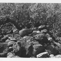 Possible ko'a at Site 185 Feature F