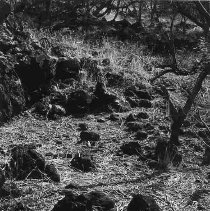 Habitation shelter at Site 638F