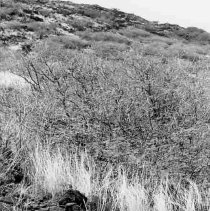 Site 649 taken from the west