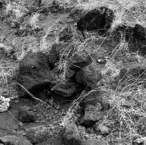 Closeup of midden scatter at Site 652