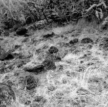 Coral scatter at Site 655 facing north