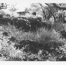 Terrace at Site 106 Feature C facing east