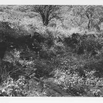 Enclosure at Site 106C