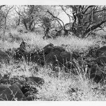 Terrace at Site 106D