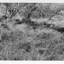 Terrace at Site 160 Feature D facing southeast