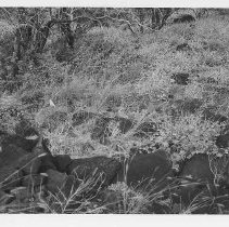 Enclosure at Site 106 facing west