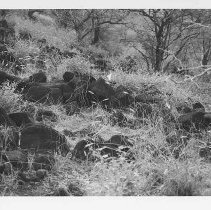 Enclosure at Site 106 facing southeast