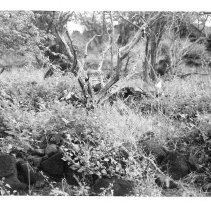 Tree and vegetation amongst enclosure at Site 106