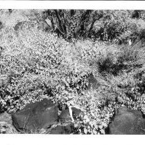 Terrace at Site 106 facing northwest