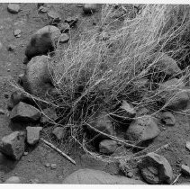 Closeup of firepit at Site 110 Feature A)