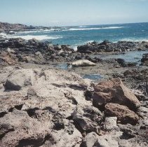 Monk seal sunning on coast