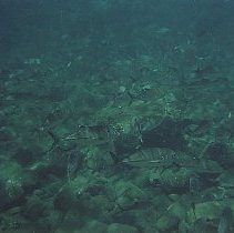 School of ulua pake along bottom