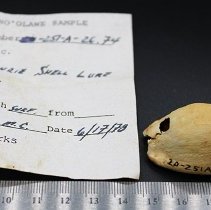 Cowry shell lure with artifact slip and ruler