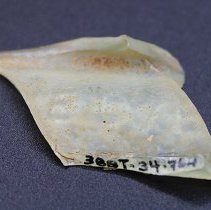Glass bottle fragment with alternate id number visible