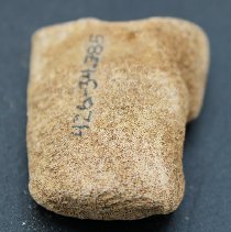 Closeup lengthwise view of coral abrader with alternate id number visible