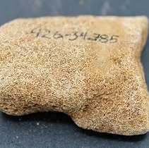 Close up of coral abrader with alternate id number visible