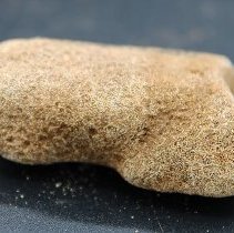 Closeup of coral abrader