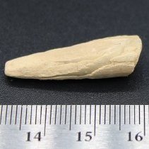 Echinoid spine abrader with a ruler